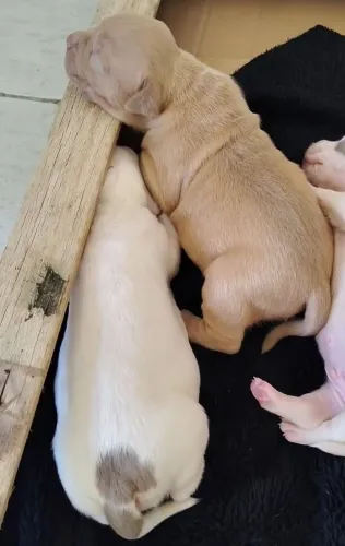 filhotes de Pit mosnter valor 1,200 duas fêmeas 5 machos