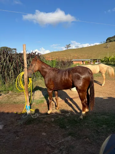 Cavalo