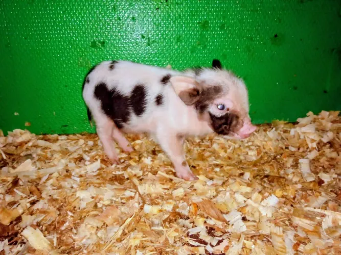 Mini Pig Filhote Disponível Porquinho Doméstico | Reservas Abertas