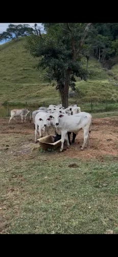 Lote de bezerras nelore