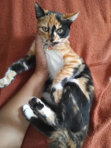 Linda gata disponível 