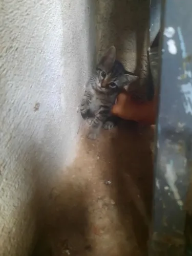 Doação gato filhote