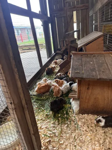Vendo Porquinhos-da-índia Alpaca e Inglês