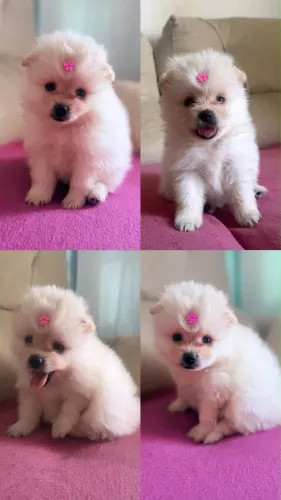 Spitz/lulu da pomerânia 