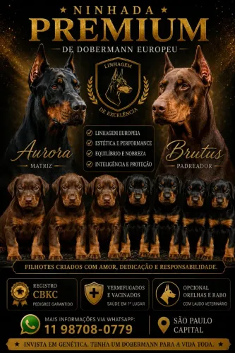 FILHOTES DE DOBERMANN DISPONÍVEIS - ALTO PADRÃO GENÉTICO