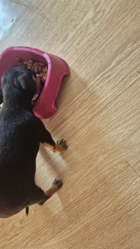 Pinscher macho