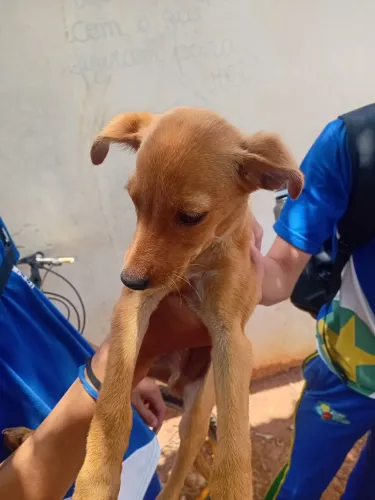 Estou doando esse cachorrinho, estava abandonado sem mãe, filhote.