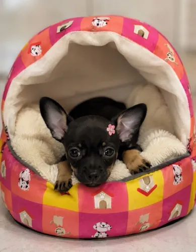 Pinscher zero já aptos para um novo ambiente vacinados