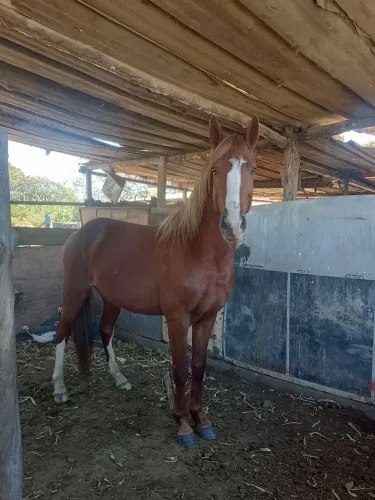 Poltro ML/QM