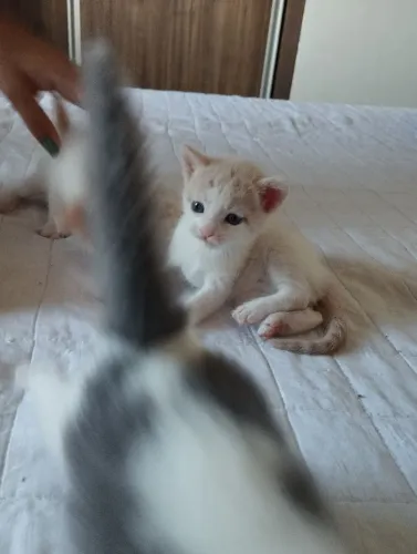 Doação de gato