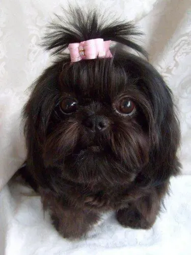 Filhotes de Shih Tzu Procurando um Lar