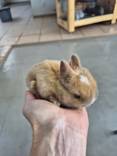 Mini Coelho Netherland anão filhote femea