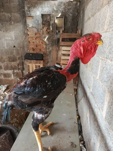 Índio gigante polaco