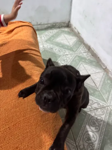 Buldogue francês fêmea
