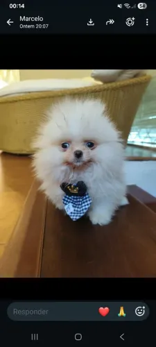 Lulu da Pomerânia miniatura babyface