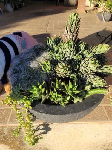 Planta cactos