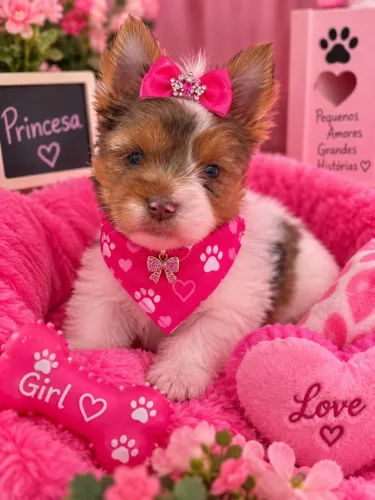 Perfeita filhote de yorkshire merle fêmea! Olho azul 