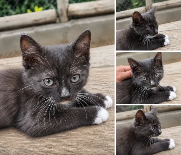 Último Maine Coon Macho Disponível ?