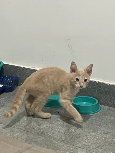 Doação gato