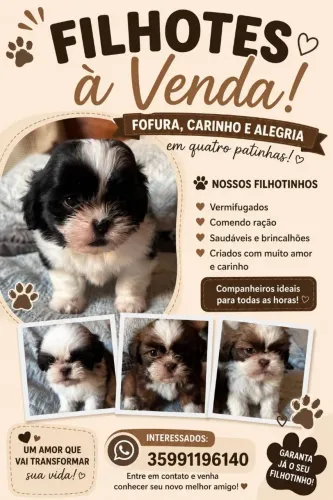 SHITZU Macho e FÊMEA