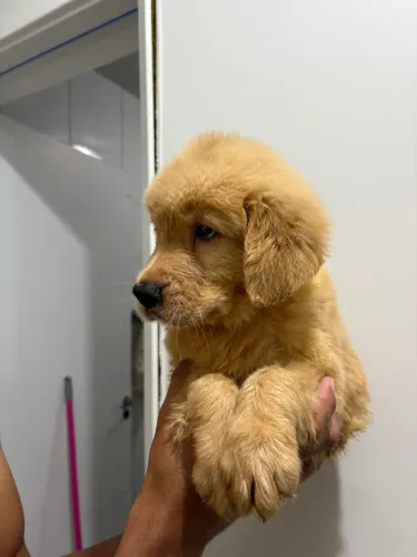 Maravilhosa filhote fêmea de golden retriever