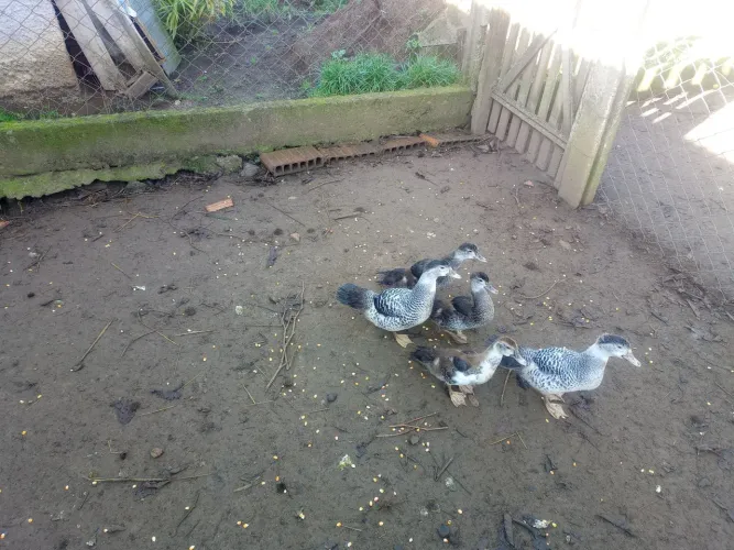 Vende se patinhos 