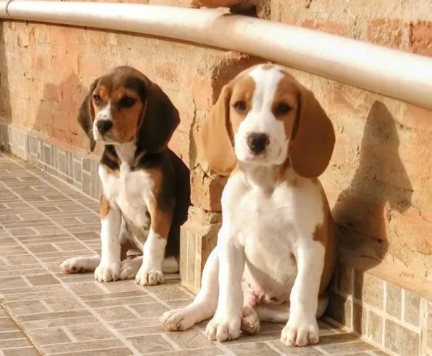 Raros - bicolor e tricolor - beagles com pedigree