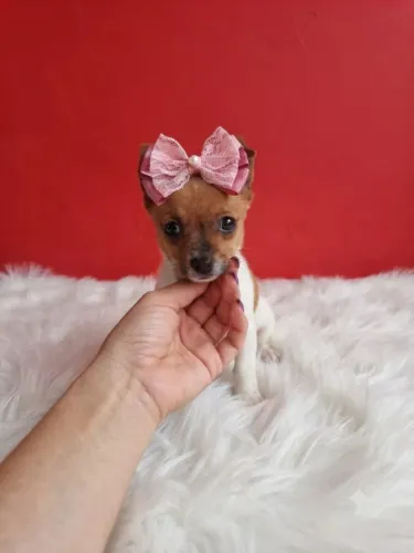 Pinscher Mini Disponível!