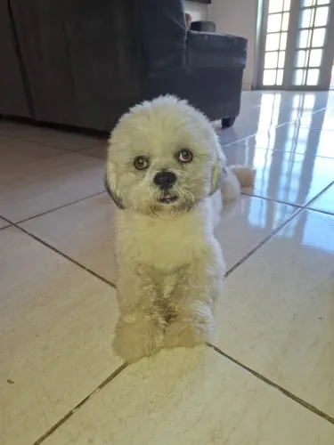 Cachorro macho Raça: Ihasa apso  Quase 2 anos