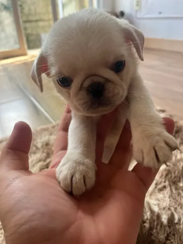 Pug Albino filhote