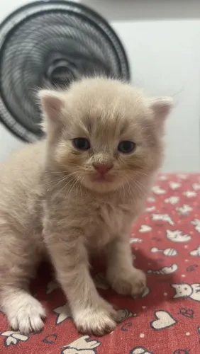 Gatinho persa