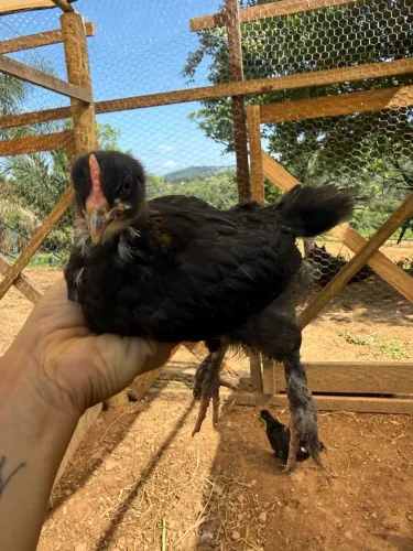 Pintinhos marans puros