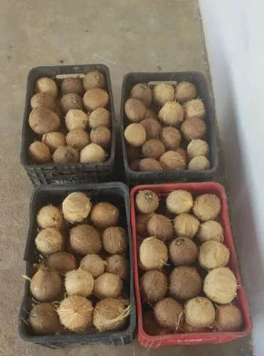 Cocô seco