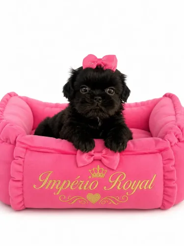 Shihtzu Fêmea Pretinha Sólida muito Perfeita!