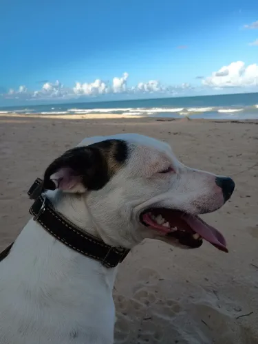 Doa-se Cachorra 