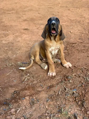 Fila Brasileiro