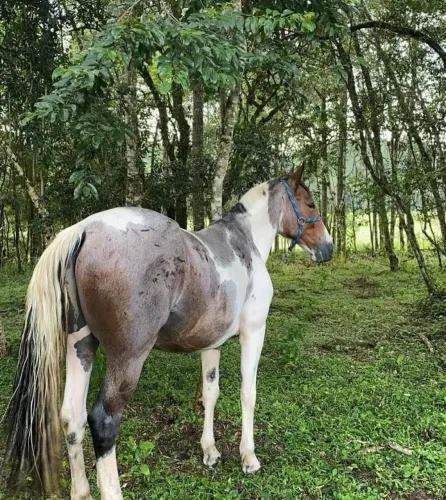 Cavalo