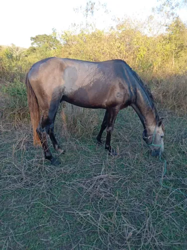 Potro mangalaga na promoção