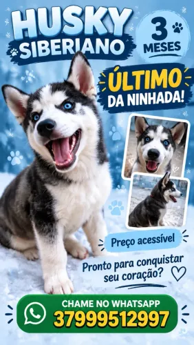 Husky Siberiano filhote 