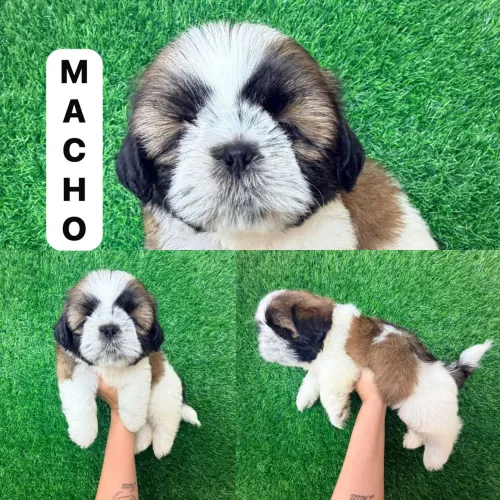 Macho de shit-zu