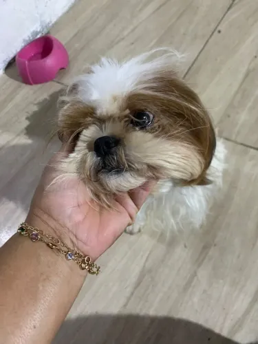 Cachorra Shitzu 