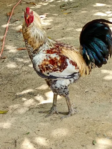 Galo