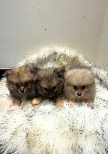 Spitz Alemão anão/ Lulu da Pomerania