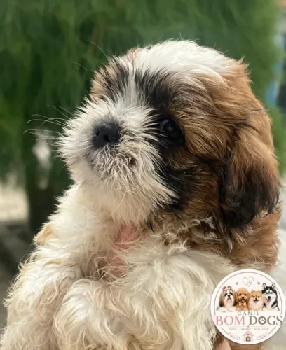 MINI SHIH TZU 