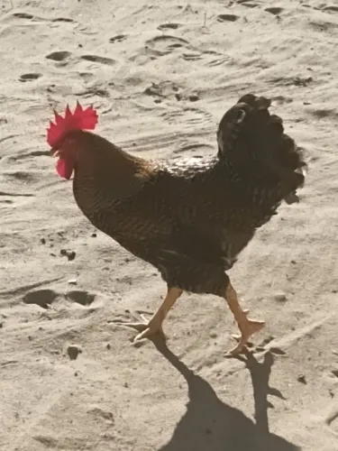 Galos