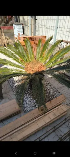 Vende-se planta