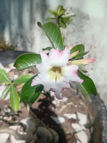Rosa do deserto