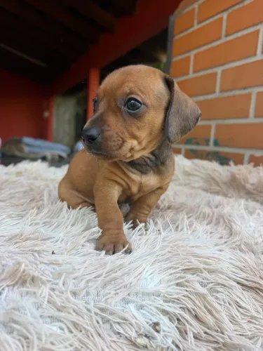 Dachshund caramelo macho
