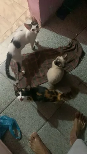 gatos lindo e bem criados