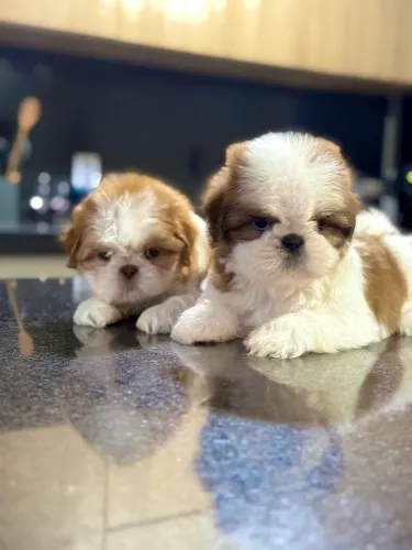 SHIHTZU, SHIH TZU MENINOS PROMOÇÃO